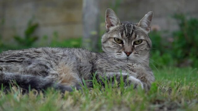 Grey Tabby Cat Lying  On Green Grass And Looking At Camera. - close up