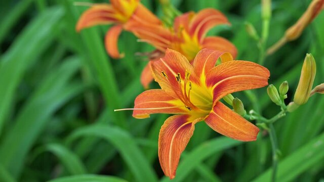 Ant visits pretty daylily, sharp macro view with shallow depth of field.