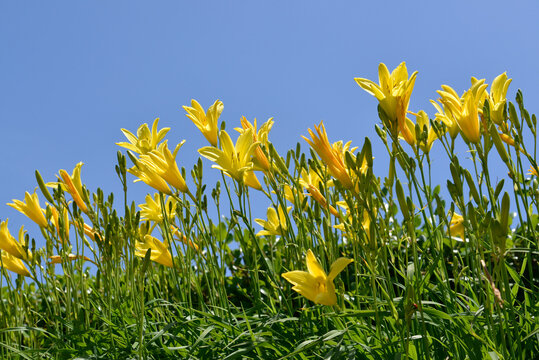 禅庭花images Browse 191 Stock Photos Vectors And Video Adobe Stock 禅庭花images Browse 191 Stock Photos Vectors And Video Adobe Stock