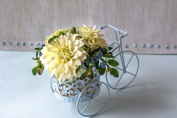 White dahlias and blueberries on an old bike © Hanna