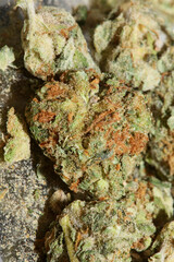 Medical cannabis super lemon haze skank macro modern background high quality prints