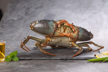 Live mud crab