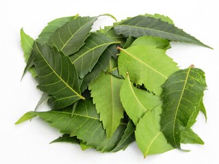 Neem leaves isolated on white background