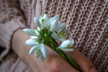 Fototapeta na wymiar Closeup of female hand holding a bunch of snowdrops. womens day concept.