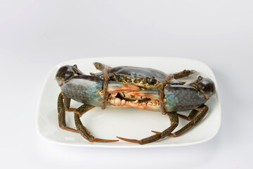 Live mud crab