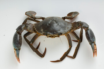 Live mud crab