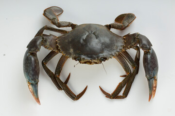 Live mud crab