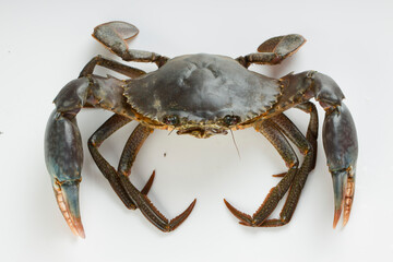 Live mud crab