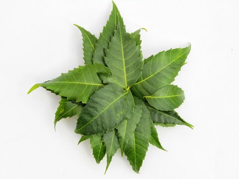 green neem leaves on white background