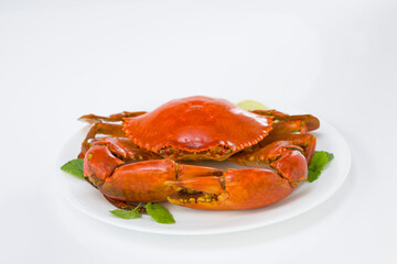 Live mud crab