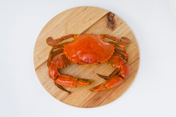 Live mud crab