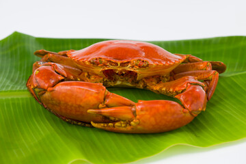 Live mud crab
