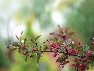 Blooming paradise apple tree buds in the garden