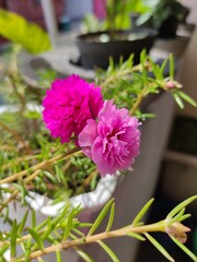 Pink Beauty of Moss Rose Flowers