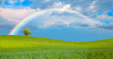 Naklejka premium Beautiful landscape with green grass field and lone tree in the background amazing rainbow