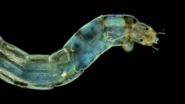 insecta Midge Larva Chironomidae under the microscope, order Diptera, distributed at the bottom of ponds, are indicators of water, food for fish. Sample found in the Volga River