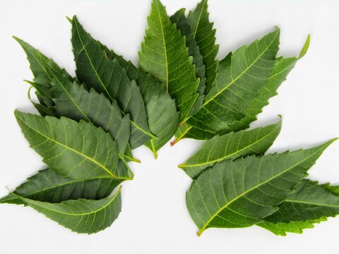 Neem Leaves Isolated On White Background