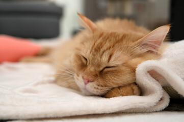 毛布でくつろぐマンチカン（マンチカン）