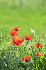 red poppy flower field
