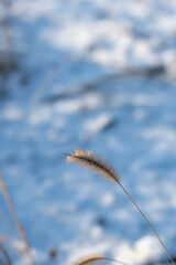 The withered grass in the snow