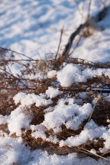 Snow on dry plants in winter