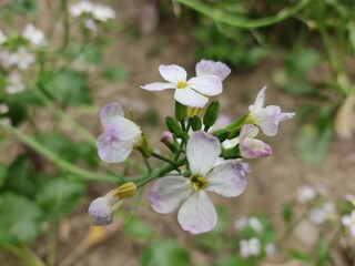 small Beautiful flowers in th field.flowers with green background.flowers for background texture.beautiful nature in spring.