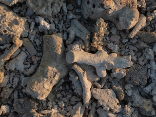 Coral reef surface on the earth ground