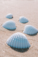 Fototapeta na wymiar Summer background beach with seashells, starfishes on sand ocean background. Copy space. Road frame set.