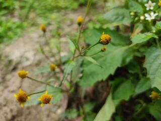 small Beautiful flowers in th field.flowers with green background.flowers for background texture.beautiful nature in spring.