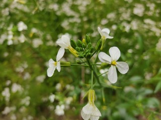 small Beautiful flowers in th field.flowers with green background.flowers for background texture.beautiful nature in spring.