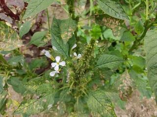small Beautiful flowers in th field.flowers with green background.flowers for background texture.beautiful nature in spring.