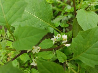 small Beautiful flowers in th field.flowers with green background.flowers for background texture.beautiful nature in spring.