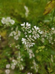 small Beautiful flowers in th field.flowers with green background.flowers for background...
