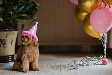 Cute brown lapdog celebrating birthday at home. Domestic Pet party with hot air balloons pink and gold color