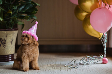 Cute brown lapdog celebrating birthday at home. Domestic Pet party with hot air balloons pink and...