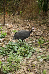 Male Guineafowl pullet in green forest plants