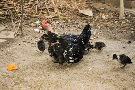 A naked neck black hen giving heat to her baby chicks called natural brooding in chickens