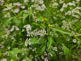 small Beautiful flowers in th field.flowers with green background.flowers for background texture.beautiful nature in spring.