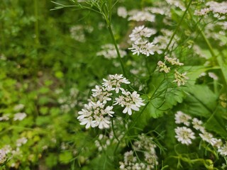 small Beautiful flowers in th field.flowers with green background.flowers for background texture.beautiful nature in spring.