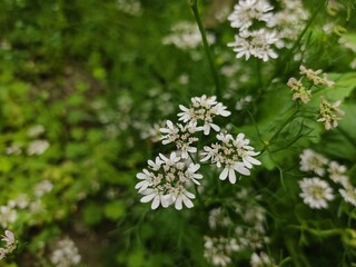 small Beautiful flowers in th field.flowers with green background.flowers for background texture.beautiful nature in spring.