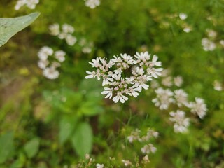 small Beautiful flowers in th field.flowers with green background.flowers for background...