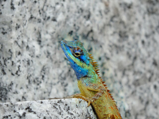 Calotes Bachae Lizard on marble surface, A garden lizard with a blue head . The scales at  back of  head look like spears