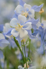 forget me not Columbine flower