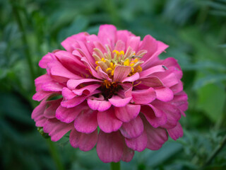 Obraz premium Pink zinnia flower close-up on a green blurred background.