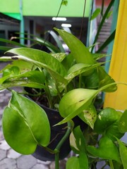 Obraz premium green flower