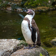 Naklejka premium Humboldt Penguin, Spheniscus humboldti in a park