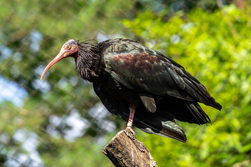 Northern Bald ibis, Geronticus eremita in the zoo