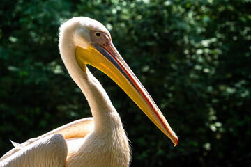 Great White Pelican, Pelecanus onocrotalus in a park