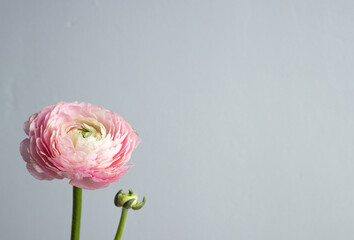Beautiful fresh blossoming single salmon colored Ranunculus flower on the grey background with copyspace
