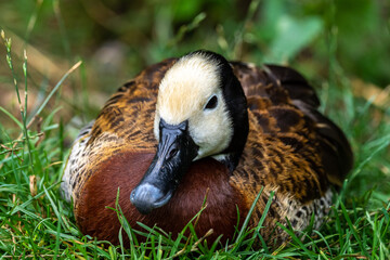 White-faced whistling duck, Dendrocygna viduata. Birds watching